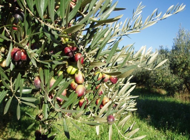 dop_oli_de_la_terre_alta_fruits_de_la_terra