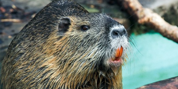 Una rata de la Patagònia envaeix l'Alt Empordà