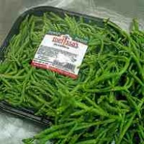 El retorn dels cultius de sosa al Delta