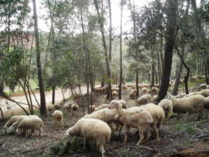 Ajuntament de Terrasa