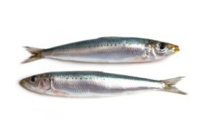 sardines_crop380w