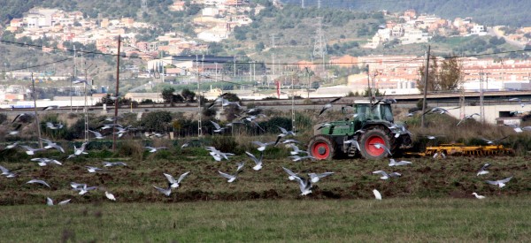 parc agrari baix llob