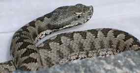 Picades i mossegades. Consells per a l'estiu 02