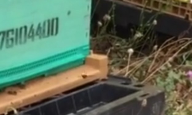 Els efectes de la vespa asiàtica es comencen a notar