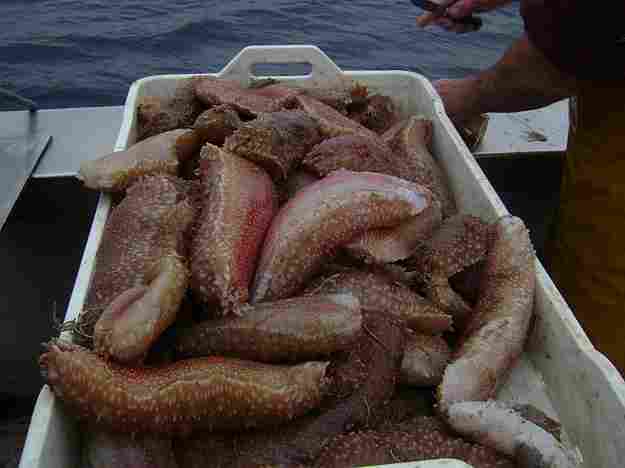 Espardenyes: menja de rics 02