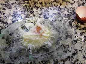 Ous a la renaixement 02