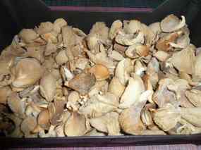 Raviolis amb bolets i foie 01