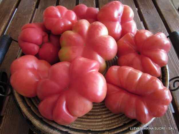 TOMÀQUETS DE COLOR DE ROSA 02