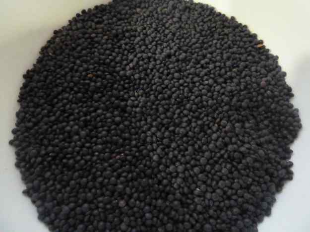 Amanida de llenties Beluga 03