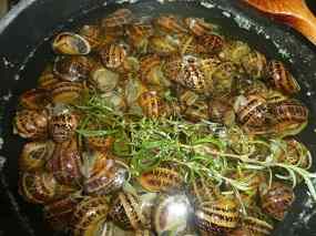 Conill amb caragols 05