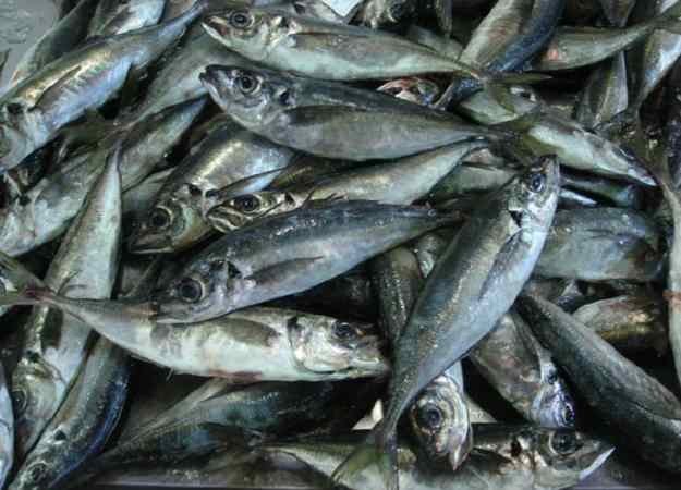 El sorell: un peix amb mala premsa 03