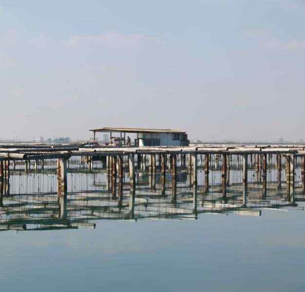 El musclo, un marisc molt popular 03