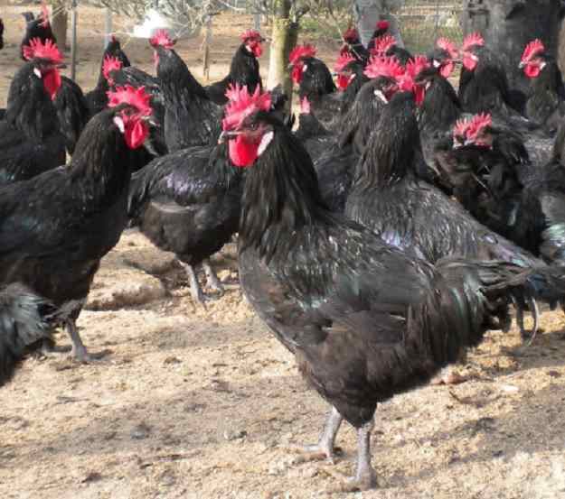 Felicitats a la IGP Gall del Penedès! 01